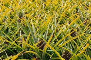 Serat Daun Nanas Kutim Dilirik Pasar, Tembus Rp12 Ribu per Kg