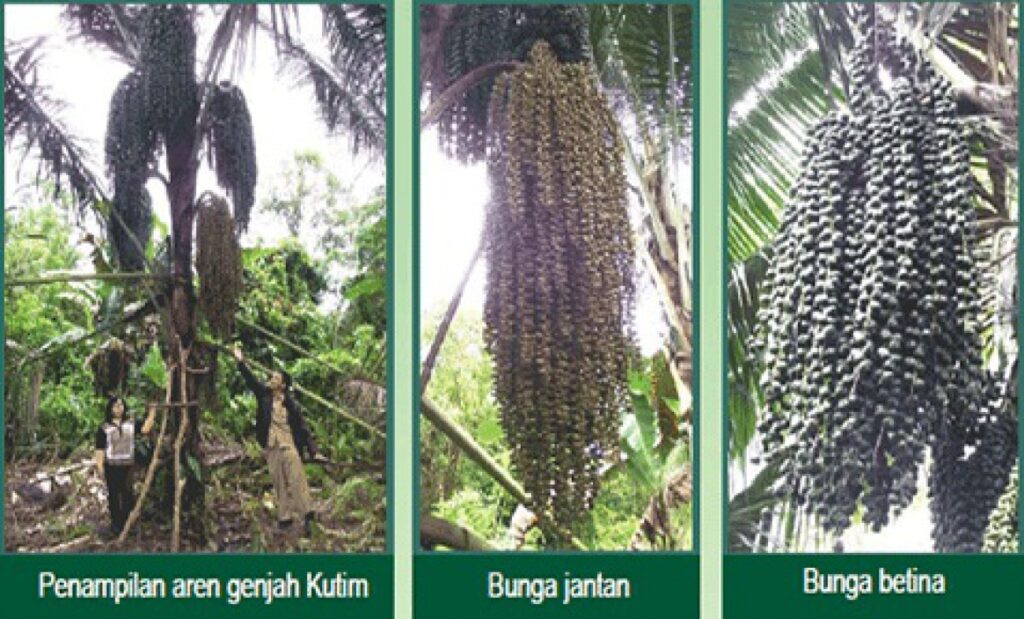 Aren Genjah Kutim Dilirik Jadi Komoditas Unggulan Baru di Luar Sawit